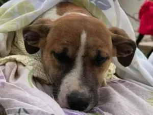 Cachorro raça SRD-ViraLata idade 2 a 6 meses nome Não possui nome 