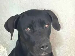 Cachorro raça SRD-ViraLata idade 1 ano nome Brook
