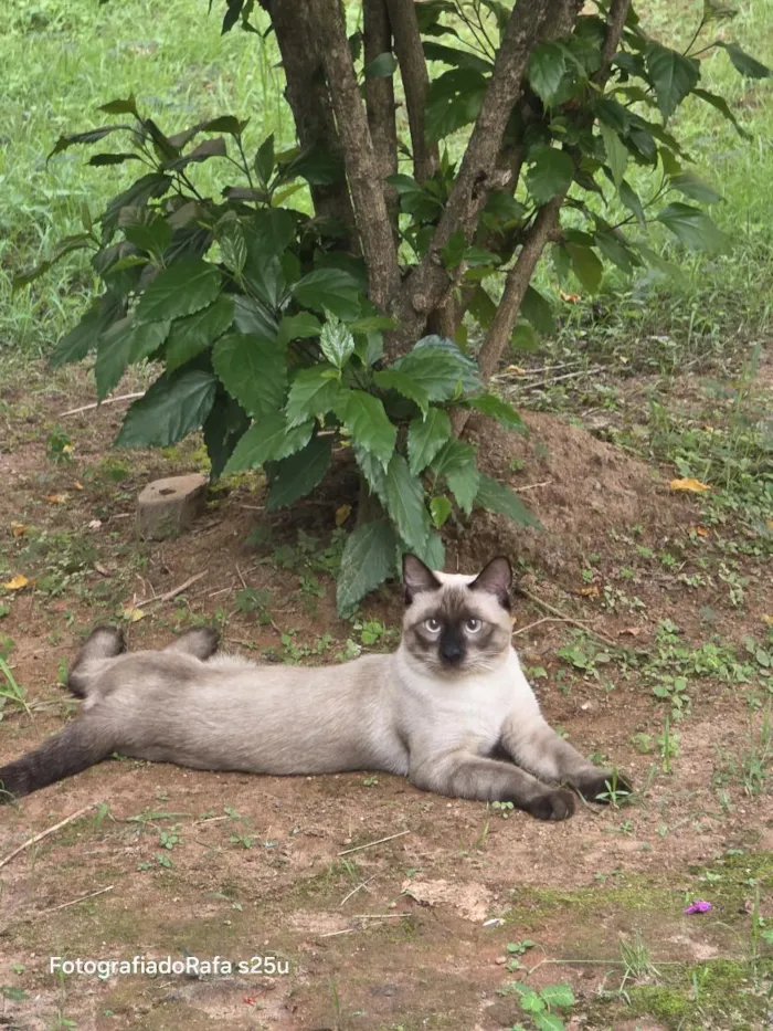 Gato raça Siamês idade 2 a 6 meses nome Nick