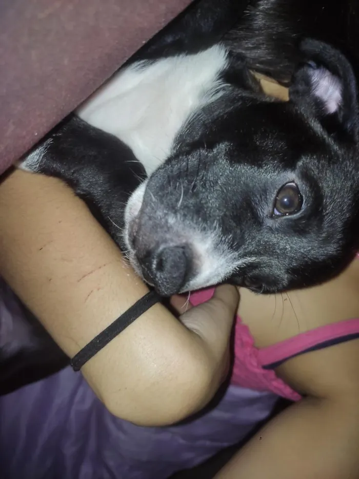 Cachorro raça Pit-Bull idade 2 a 6 meses nome Sky e Stacey