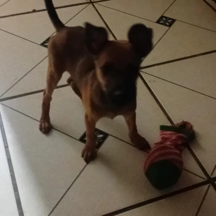 Cachorro raça SRD-ViraLata idade 2 a 6 meses nome Nego
