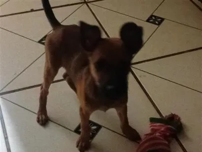 Cachorro raça SRD-ViraLata idade 2 a 6 meses nome Nego