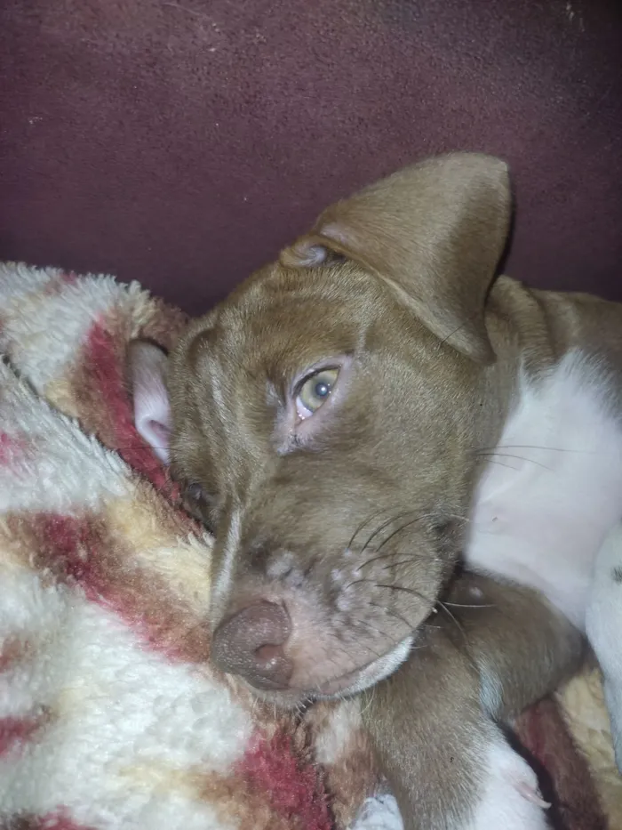 Cachorro raça Pit-Bull idade 2 a 6 meses nome Sky e Stacey