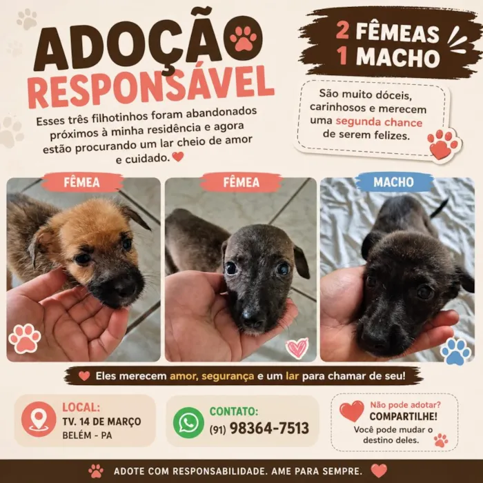 Cachorro raça SRD-ViraLata idade 2 a 6 meses nome Filhotes