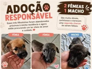 Cachorro raça SRD-ViraLata idade 2 a 6 meses nome Filhotes
