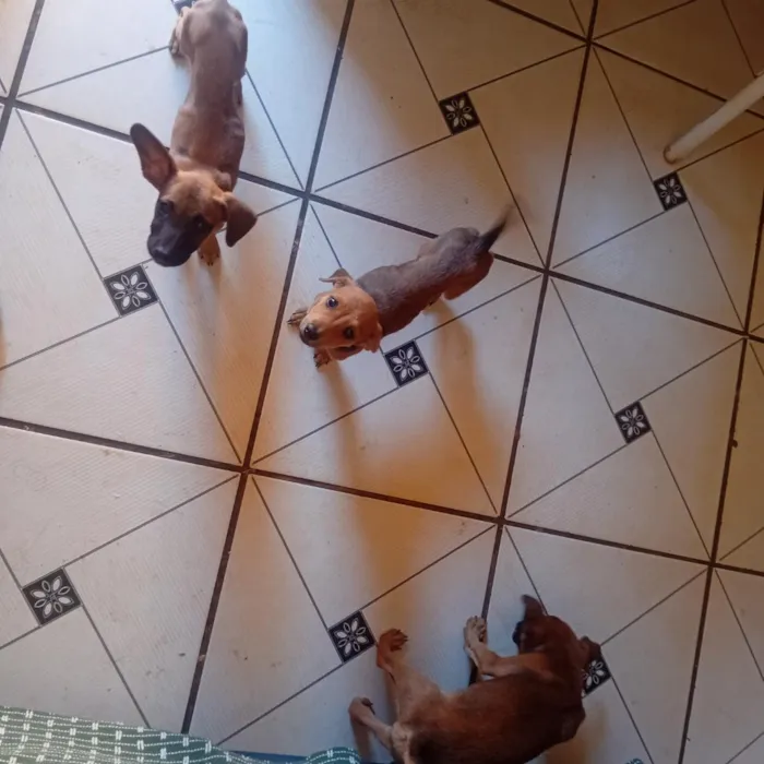 Cachorro raça SRD-ViraLata idade 2 a 6 meses nome Branquela
