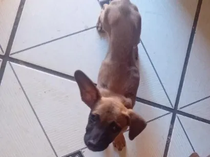 Cachorro raça SRD-ViraLata idade 2 a 6 meses nome Branquela