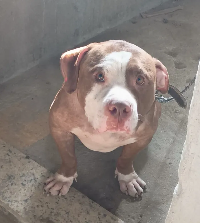 Cachorro raça Pit-Bull idade 2 anos nome BB king