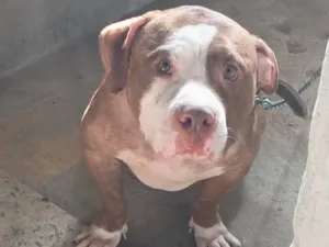 Cachorro raça Pit-Bull idade 2 anos nome BB king