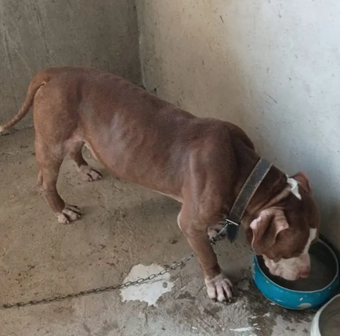 Cachorro raça Pit-Bull idade 2 anos nome BB king