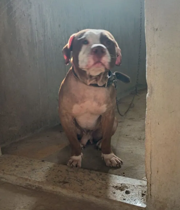 Cachorro raça Pit-Bull idade 2 anos nome BB king