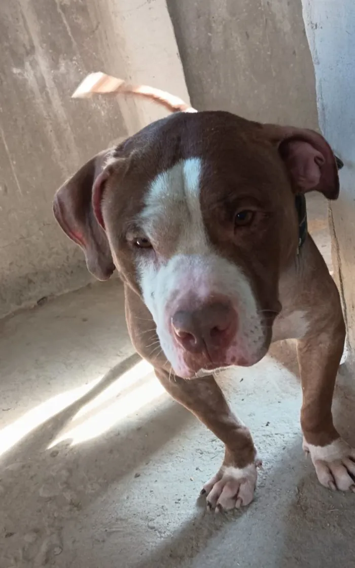 Cachorro raça Pit-Bull idade 2 anos nome BB king