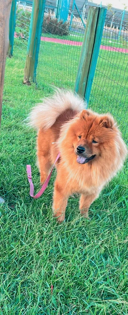 Cachorro raça SRD-ViraLata idade 2 anos nome Nina