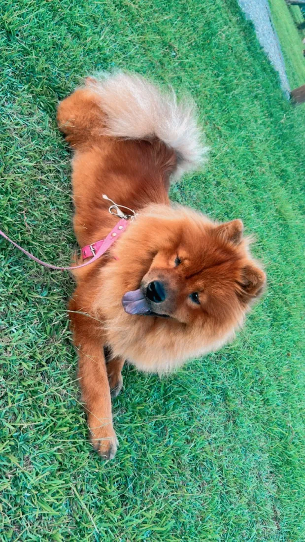 Cachorro raça SRD-ViraLata idade 2 anos nome Nina
