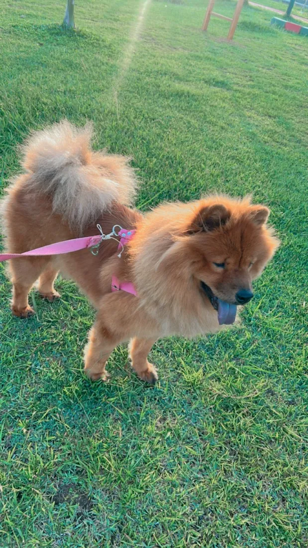 Cachorro raça SRD-ViraLata idade 2 anos nome Nina