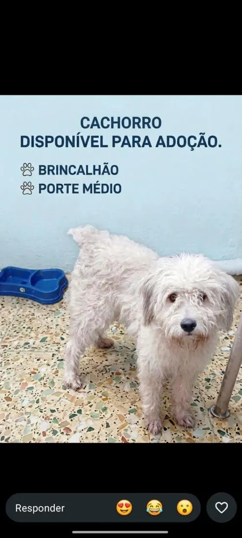 Cachorro raça SRD-ViraLata idade 2 a 6 meses nome rex