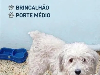 Cachorro raça SRD-ViraLata idade 2 a 6 meses nome rex