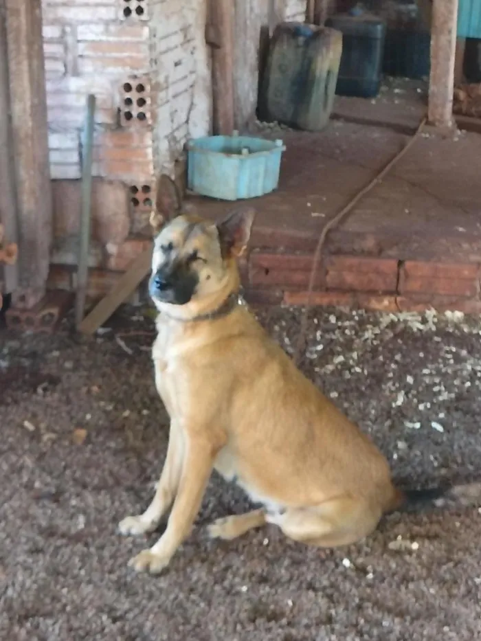 Cachorro raça SRD-ViraLata idade 2 anos nome Mandy