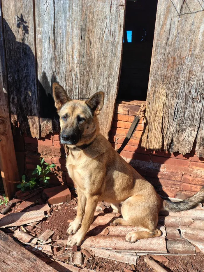 Cachorro raça SRD-ViraLata idade 2 anos nome Mandy