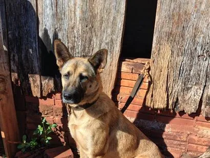 Cachorro raça SRD-ViraLata idade 2 anos nome Mandy