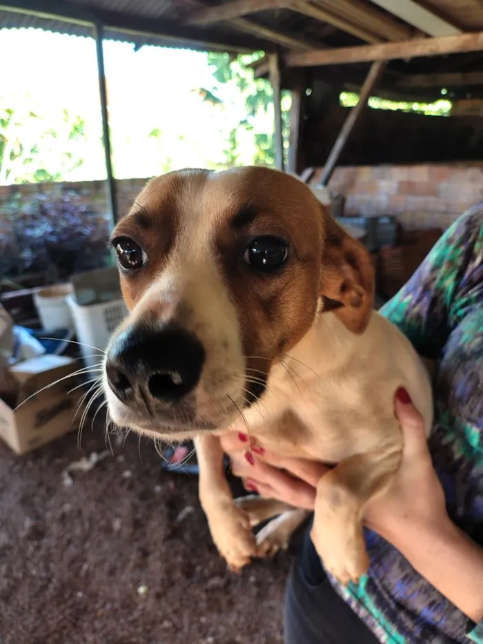 Cachorro raça SRD-ViraLata idade 3 anos nome Thor