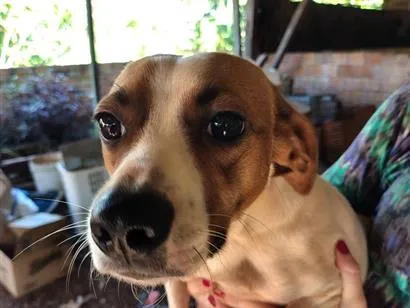 Cachorro raça SRD-ViraLata idade 3 anos nome Thor