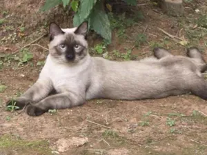 Gato raça Siamês idade 2 a 6 meses nome Nick