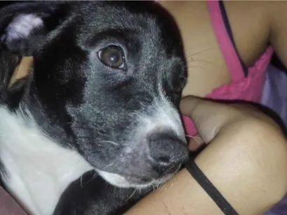 Cachorro raça Pit-Bull idade 2 a 6 meses nome Sky e Stacey