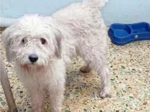Cachorro raça SRD-ViraLata idade 2 a 6 meses nome rex