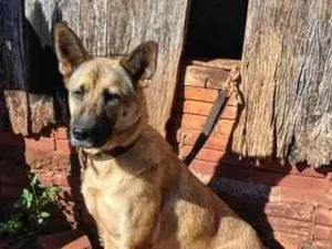 Cachorro raça SRD-ViraLata idade 2 anos nome Mandy