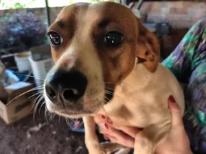 Cachorro raça SRD-ViraLata idade 3 anos nome Thor