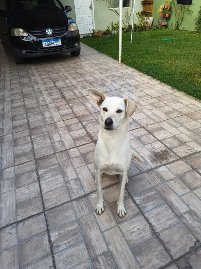 Cachorro raça SRD-ViraLata idade 6 ou mais anos nome Raika