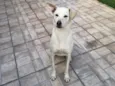 Raika
