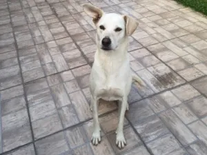 Cachorro raça SRD-ViraLata idade 6 ou mais anos nome Raika