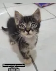 Mimiu