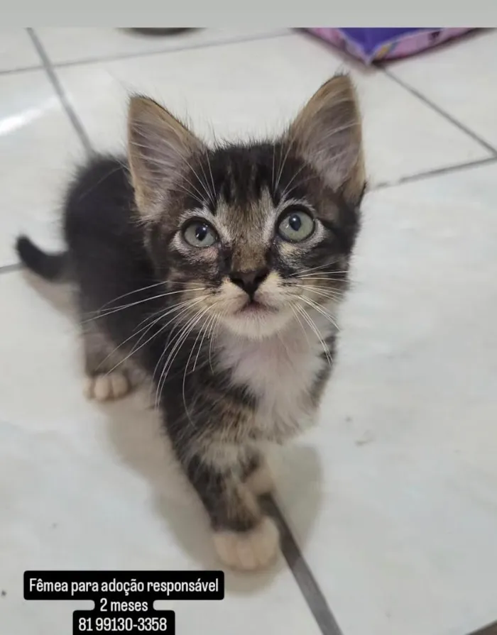 Gato raça SRD-ViraLata idade 2 a 6 meses nome Mimiu