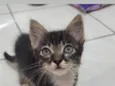 Mimiu