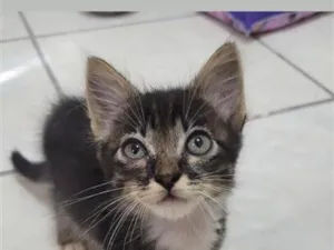 Gato raça SRD-ViraLata idade 2 a 6 meses nome Mimiu