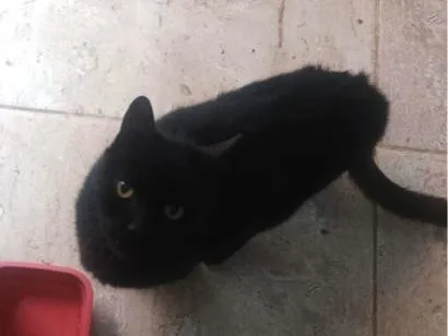 Gato raça SRD-ViraLata idade 2 anos nome Batman