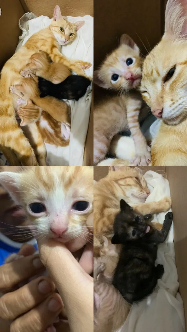 Gato raça SRD-ViraLata idade Abaixo de 2 meses nome Ainda sem nome, são filhotes. 