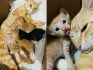 Gato raça SRD-ViraLata idade Abaixo de 2 meses nome Ainda sem nome, são filhotes. 