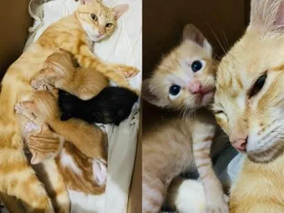 Gato raça SRD-ViraLata idade Abaixo de 2 meses nome Ainda sem nome, são filhotes. 