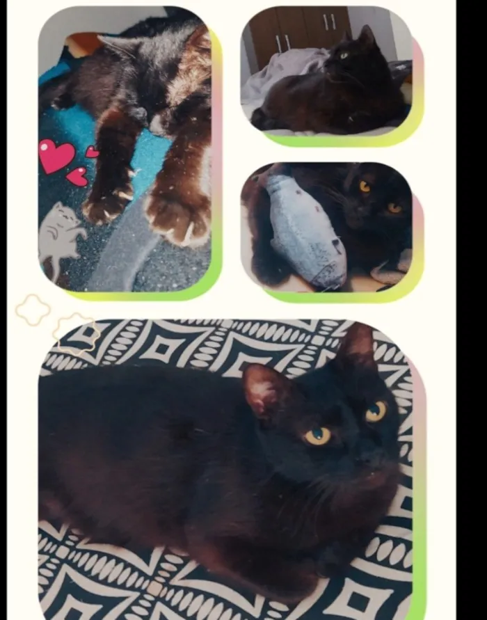 Gato raça SRD-ViraLata idade 2 anos nome Batman