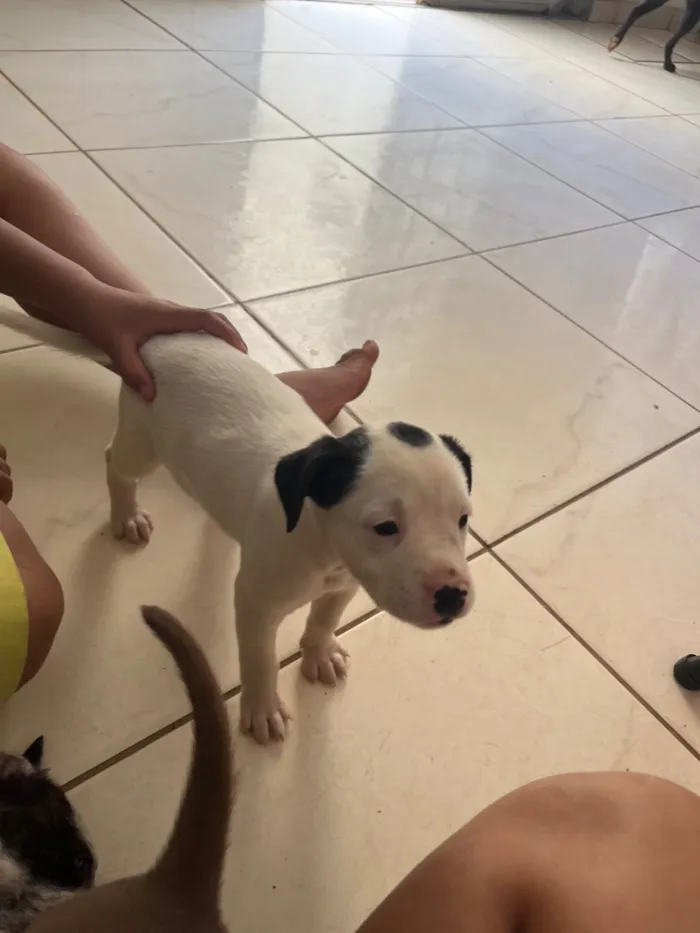 Cachorro raça SRD-ViraLata idade Abaixo de 2 meses nome escolha do dono 