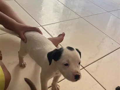 Cachorro raça SRD-ViraLata idade Abaixo de 2 meses nome escolha do dono 