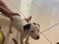 escolha do dono