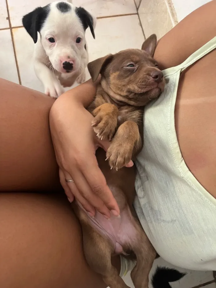 Cachorro raça SRD-ViraLata idade Abaixo de 2 meses nome escolha do dono 