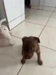 escolha do dono 