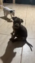 escolha do dono 