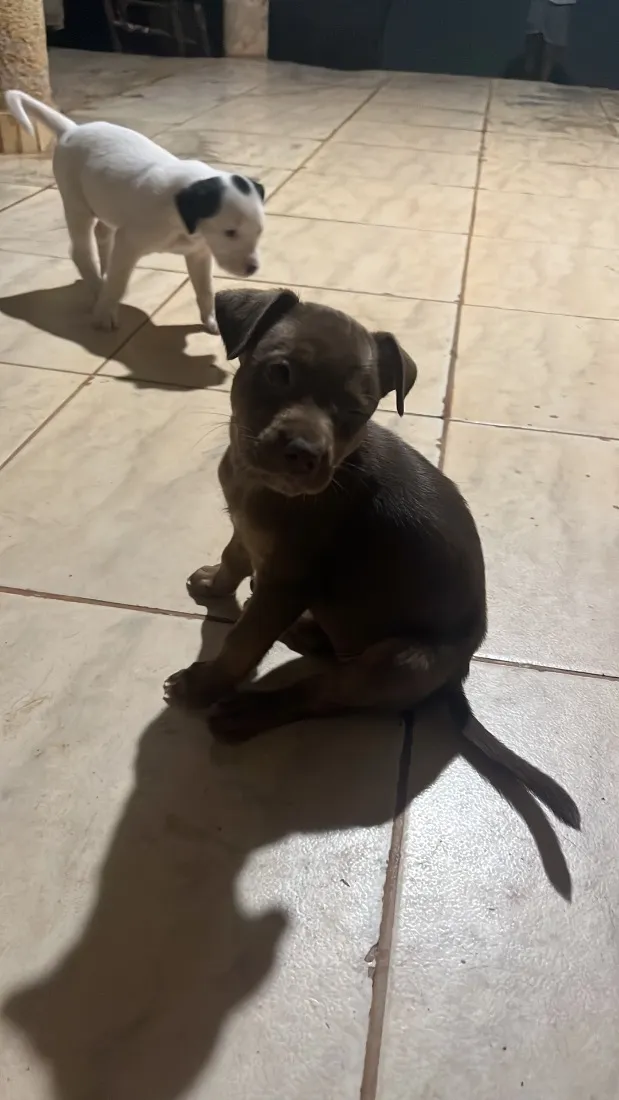 Cachorro raça SRD-ViraLata idade Abaixo de 2 meses nome escolha do dono 